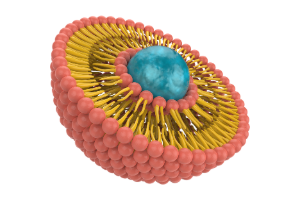 Liposome cross section