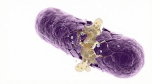 Microscopic view of a purple bacterium undergoing lysis, with its outer membrane cracking and internal yellow contents spilling out